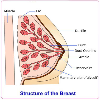 Normal+breast+structure
