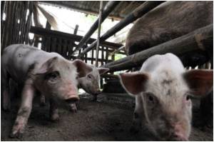 Farmers fear pigs may get 