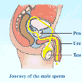 Journey of the Male Sperm