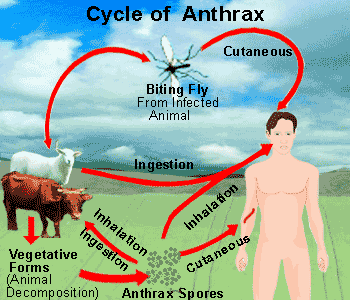 anthrax.gif (350×300)