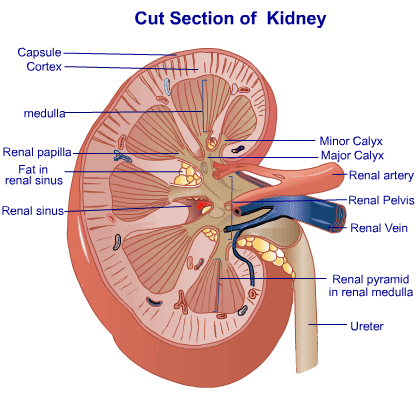 http://www.medindia.net/patients/patientinfo/Images/kidney.gif