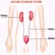 Anatomy of Kidney