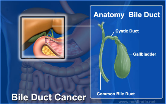 common bile duct. The common bile duct ends in