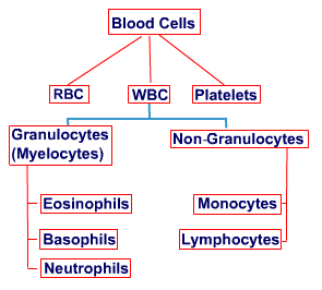 What do myelocytes in the blood mean and does this mean a type of cancer?