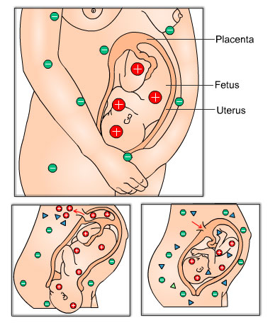 Pregnancy Information on Pregnancy And Antenatal Care   Antenatal Visits   Medindia