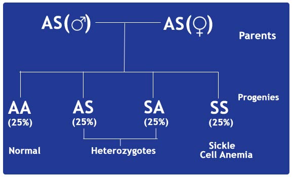 The carriers of sickle cell gene or SICKLE CELL TRAIT (heterozygote ...
