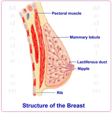 images of breast during pregnancy. During pregnancy further