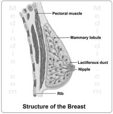 images of breast during pregnancy. During pregnancy further
