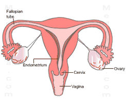 Normal Anatomy of the uterus