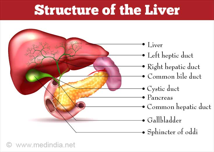 About Liver and Bile