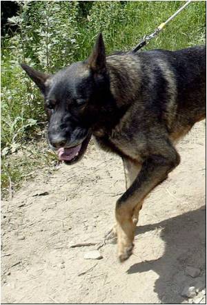 How Rabies Virus Hijacks Nerve Cell Transport System to Reach the Brain Identified