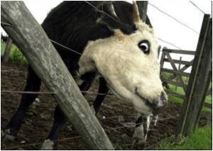 New Outbreak of Foot-and-mouth Disease in S.Korea
New Outbreak of Foot-and-mouth Disease in S.Korea