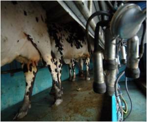 Cows Given Flaxseed Produce Healthier Milk Cows Given Flaxseed Produce Healthier Milk