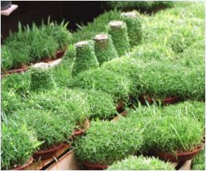 Research Says Salmonella Stays Deadly With a `Beta` Version of Cell Behavior Research Says Salmonella Stays Deadly With a `Beta` Version of Cell Behavior