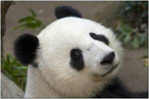 Danny Boyle Urged by PETA to Reconsider Using Animals at Olympics Danny Boyle Urged by PETA to Reconsider Using Animals at Olympics