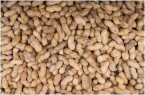 The Contested Peanut-allergy Epidemic Explored In Detail by Princeton Researcher