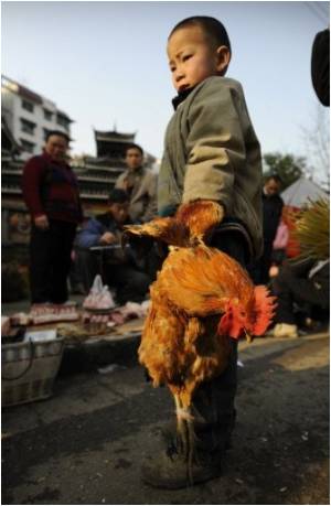  New Bird Flu Virus Case Reported