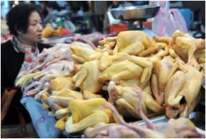 More Virulent Bird Flu Strain Has Been Found: Indonesia More Virulent Bird Flu Strain Has Been Found: Indonesia