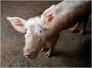 Stem-Cell Therapy Trials Claim Breakthrough in Race for Spinal 'Cure' Stem-Cell Therapy Trials Claim Breakthrough in Race for Spinal 'Cure'