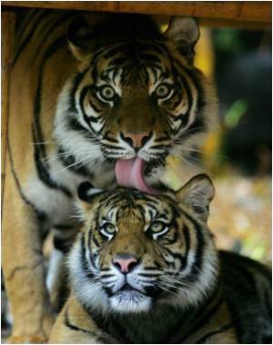 Tigers, Polar Bears 'More Vulnerable to Environmental Change'