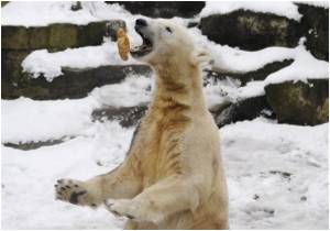 Study Reveals How Polar Bears Stay Warm