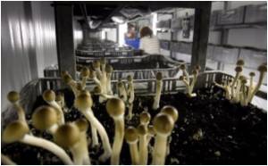 Doctors Concerned About Deadly Canberra Mushrooms Doctors Concerned About Deadly Canberra Mushrooms