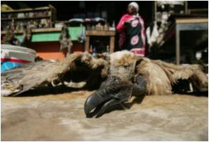  Nepal`s Vultures Being Saved by `Healthy` Diners
