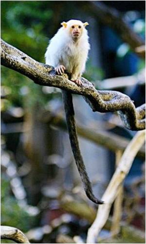 Figuring Out Why Orangutans Spend Most of Their Lives in Trees Figuring Out Why Orangutans Spend Most of Their Lives in Trees