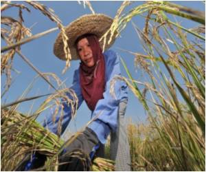 After Elbow Surgery, Baseball Players Enjoy Successful Long-term Results After Elbow Surgery, Baseball Players Enjoy Successful Long-term Results