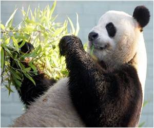 Pandas may Fake Pregnancies To Have a Better Lifestyle