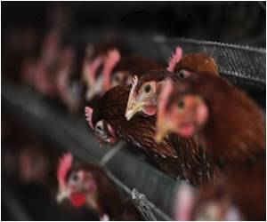  `Haphazard Use Of Vaccines Led To Bird Flu In Nepal`: Government