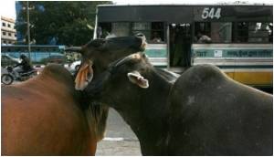  Sanand Remains Under Scanner for CCHF Virus