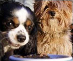 Computer Game Imparts Kids’ Demeanour With Dogs in Real World