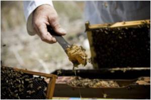 Compounds In Honey That Boosts Immunity Identified

