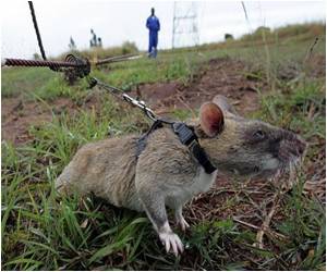 Vocal Training of Older Rats may Reduce Age Related Voice Problems: Research