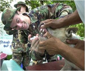 Philippines Plans to Eliminate Rabies Deaths in Two Years