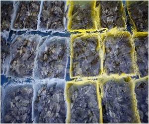 Seafood: the Latest Craze of Kolkata Foodies Seafood: the Latest Craze of Kolkata Foodies