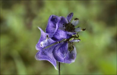Homeopathy for Blood Pressure: Aconitum