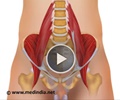 Orchidopexy (Open Surgery) for Undescended Testes