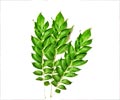 Beauty Tips Glossary - Curry Leaves