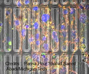 3D Substrates Recreate An Environment Where Heart Cells Grow Inside the Human Body