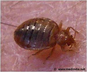 Dealing With Bedbugs