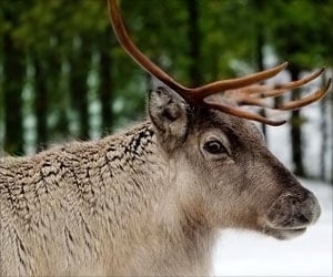 COVID-19 Variants Evolve 3x Faster in Deer Than Humans