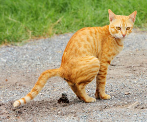 Parasite in cat feces shows promise in fighting ovarian cancer