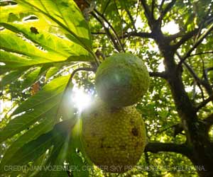 Breadfruit Maybe the Next Superfood