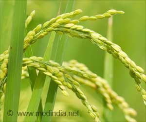 Nutritional Value of Rice Decreases With Increased Levels of Atmospheric Carbon Dioxide