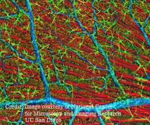 Gene Therapy to Reverse Retinitis Pigmentosa, Restore Vision