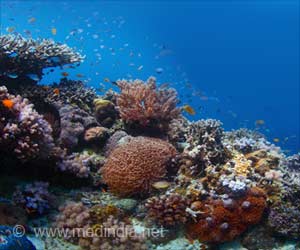 Fluorescing Proteins From Deep Sea Creatures To Aid Cancer Immunotherapy Fluorescing Proteins From Deep Sea Creatures To Aid Cancer Immunotherapy