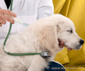  Dog's Behaviour Warning Sign of Elderly Owner's Health