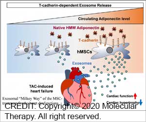 Fat Cell Hormone can Boost Potential of Stem Cell Therapy
